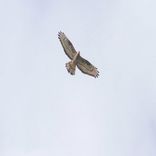 Portada para "Springbreak"