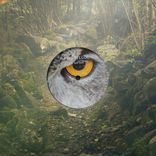 Artwork für "The Raptor"