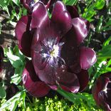 Portada para "Cinema"