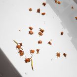 Artwork for "ver.ver.ver"