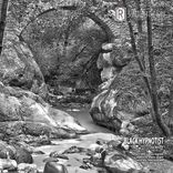 Artwork for "Silvae Motus EP"