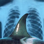 Artwork for "Orca EP"