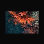 Artwork for "Pictures Of Flowers"