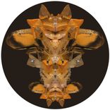 Artwork für "Totem / Novate"