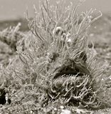 Artwork for "Voodoo"