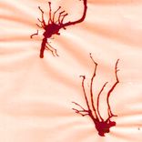 Artwork voor "Schimmen"