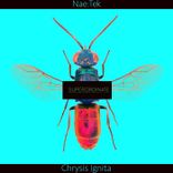 Artwork for "Chrysis Ignita"