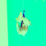 Portada para "Vreemde Vogels"