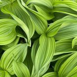 Artwork für "Interactions"