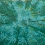 Artwork for "Canopy"