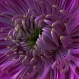 Artwork for "COURTOISYD02"