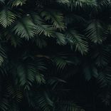 Artwork for "Green Noise for Sleep"