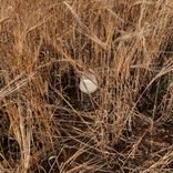 Brown Noise for Sleeping