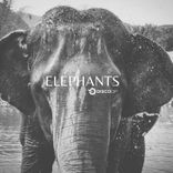 Artwork for "Elephants"