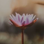 Artwork for "Tantra"