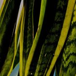 Artwork voor "ESSENTIAL parallels 007"