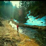 Walking In The Woods