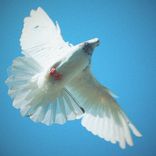 Artwork für "In my Spirit (Back to Church)"