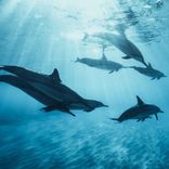 Relaxing Dolphin & Sea Therapy Sounds Pt.3