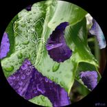 Artwork for "Sama Sama"