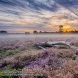 Portada para "Land of Happiness"