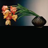 Inside The Dark Echo