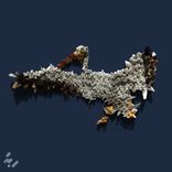 Artwork for "Pelicans"