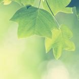 Artwork for "Zen Flashcards"