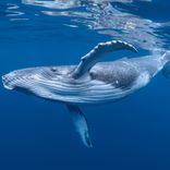 Portada para "Whale Sounds (Loopable)"