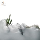 Steven Gonlop, Pipo Rodriguez, Mariana Eme- Bandeira