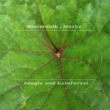 Artwork for "Jungle and Rainforest"