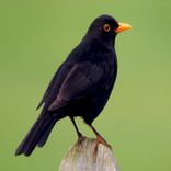 Artwork für "Black Bird"