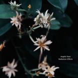 Artwork voor "Radiation Effects"