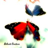 Artwork voor "Delicate Creatures"