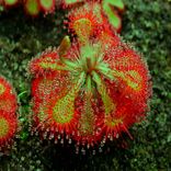 Artwork voor "Alive"