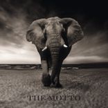 Artwork for "The Motto"