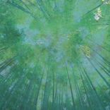 Artwork for "Canopy"