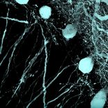 Portada para "Crypts of Lieberkuhn EP"