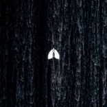 Artwork for "Fall from Grace"