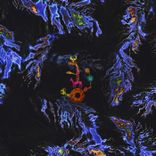 Artwork voor "17th Spring"