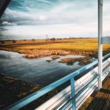 Portada para "Searching"