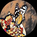 Artwork für "Peach Drama EP"