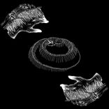 Artwork for "Federal Comedy"