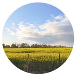 Portada para "Meadow"