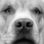 Artwork for "Trauma"