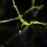 Artwork für "a love poem"