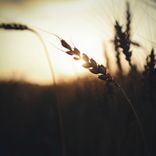 Artwork voor "Grace"