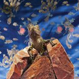 Portada para "C'mon"