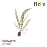 Artwork for "Green Line"