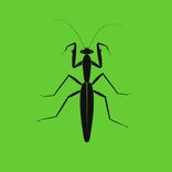 Portada para "Praying Mantis EP"